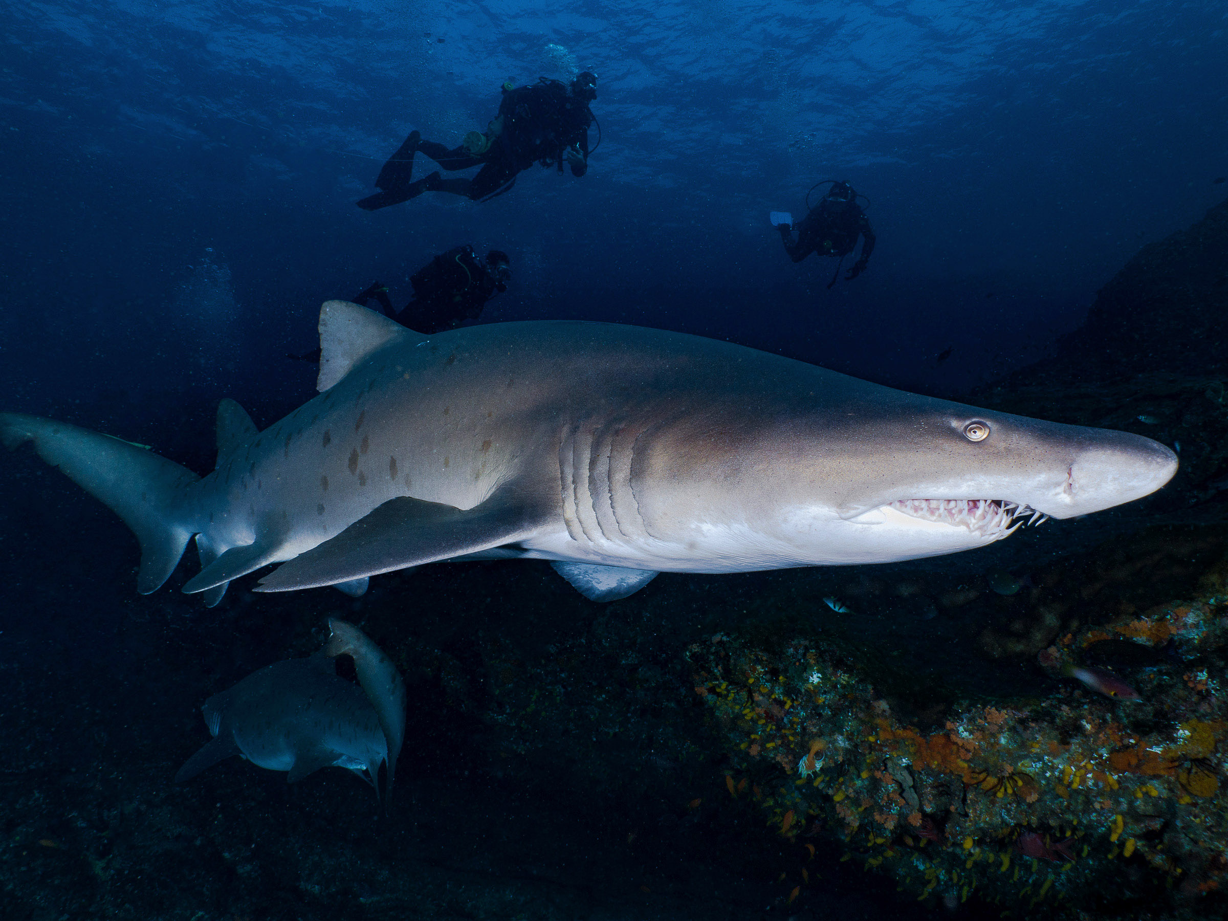 Sand Tiger Shark